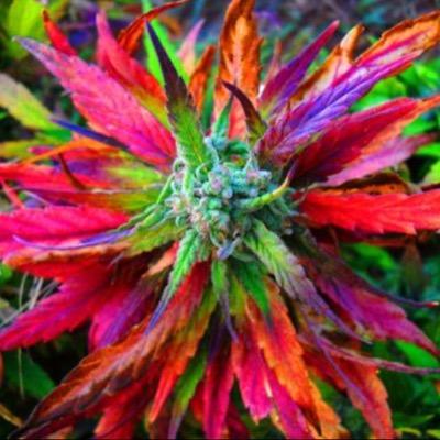 🍁Smoke Hella Herb🍁