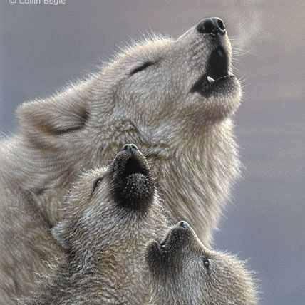 Save Wolves Now