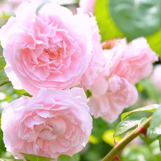 　とにかく大のお花好き。園芸、切り花、生け花（池坊）、フラワーアレンジメントで楽しんでいます♪　常にお花と一緒の生活です。他にカメラ、読書、ジャズ、クラシック、美術、英語、海外旅行など。
　美しい風景や星空、夕焼けや朝日、雄大な自然に惹かれます。