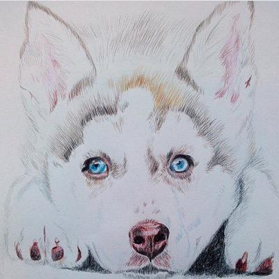 huskylover78's profile picture. 