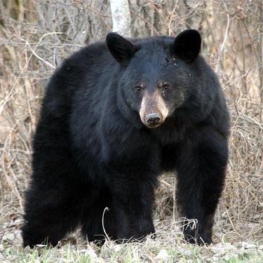 HallBjorne's profile picture. 