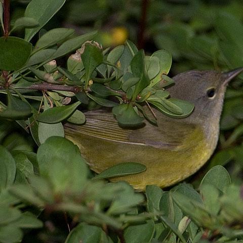 MourningWarbler's profile picture. 