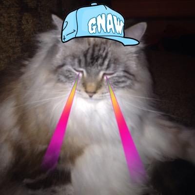 yourlocalcats's profile picture. cats, supporting you locally ~ cool