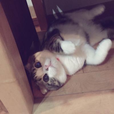3/28うまれ♂だいちゃん
マンチカン❤︎スコティッシュ
性格:暴れん坊 趣味:袋に入ること 特技:昼寝
態度が大ちゃん