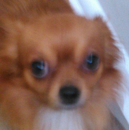 taxitimindiana's profile picture. waggin