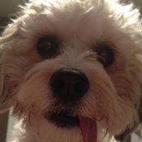 Rannulfr Rose (@jacahudefim) 's Twitter Profile