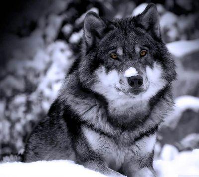 AlonzJs's profile picture. M.D