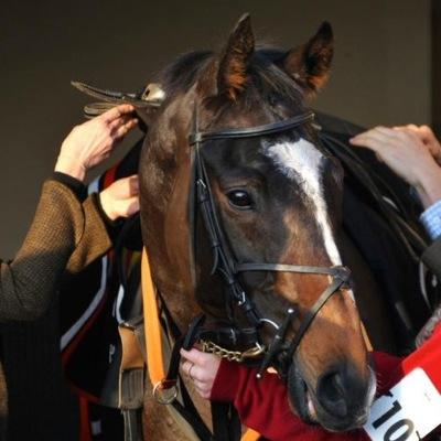 MonbegDude's profile picture. Coral Welsh National Winning racehorse, owned by the Oydunow syndicate.