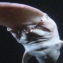 S_Pacificus's profile picture. 