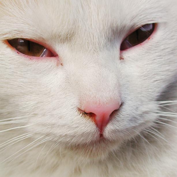 Steam_LAB's profile picture. 広島市生まれ。妻と元保護犬のキキ（mix.メス）の3人？暮らし。趣味は写真、特に蒸気機関車の撮影 。たまの休日は思う存分撮影に没頭…できればもっといいのに。大のカープファン。左利き。