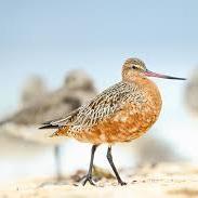 TGodwit's profile picture. WE MAKE YOU JOURNEY A HAPPY JOURNEY !!!
