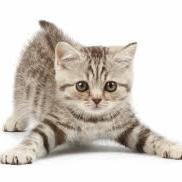 Miau, miau, miau..