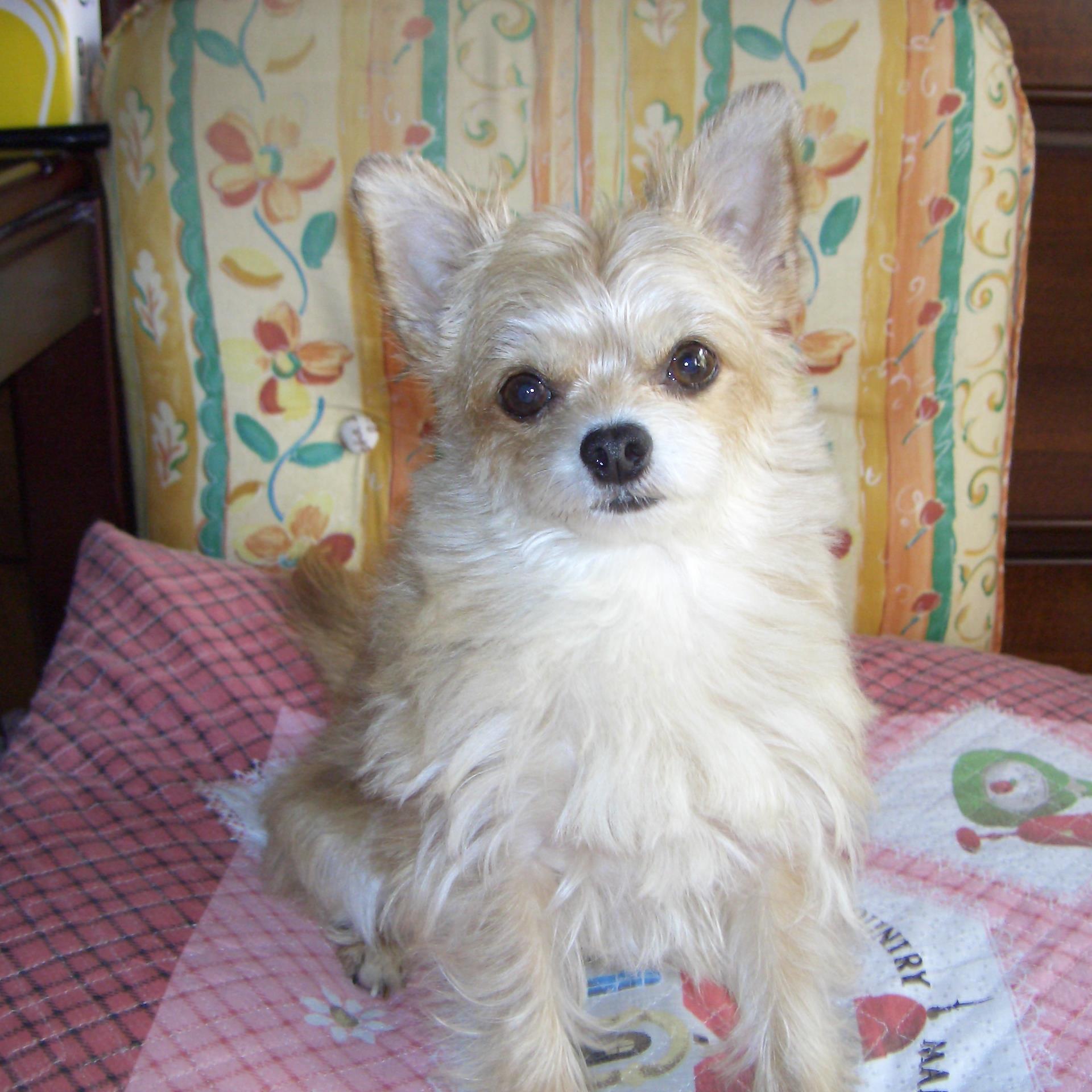 🇯🇵🐕チワワのmomoと共に暮らしています☆。
ヤクルトスワローズを応援して数十年。
グアム島大好き人間です。