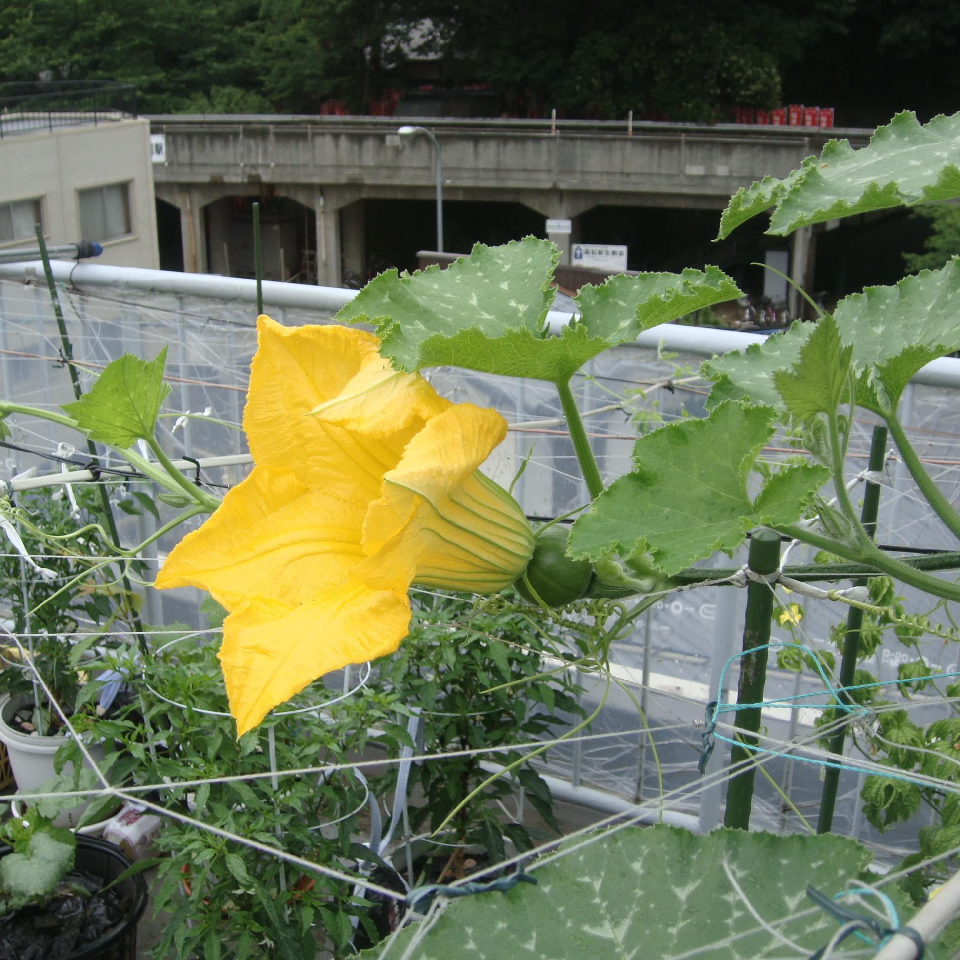 1 ／　Ordinary people
家庭菜園少々