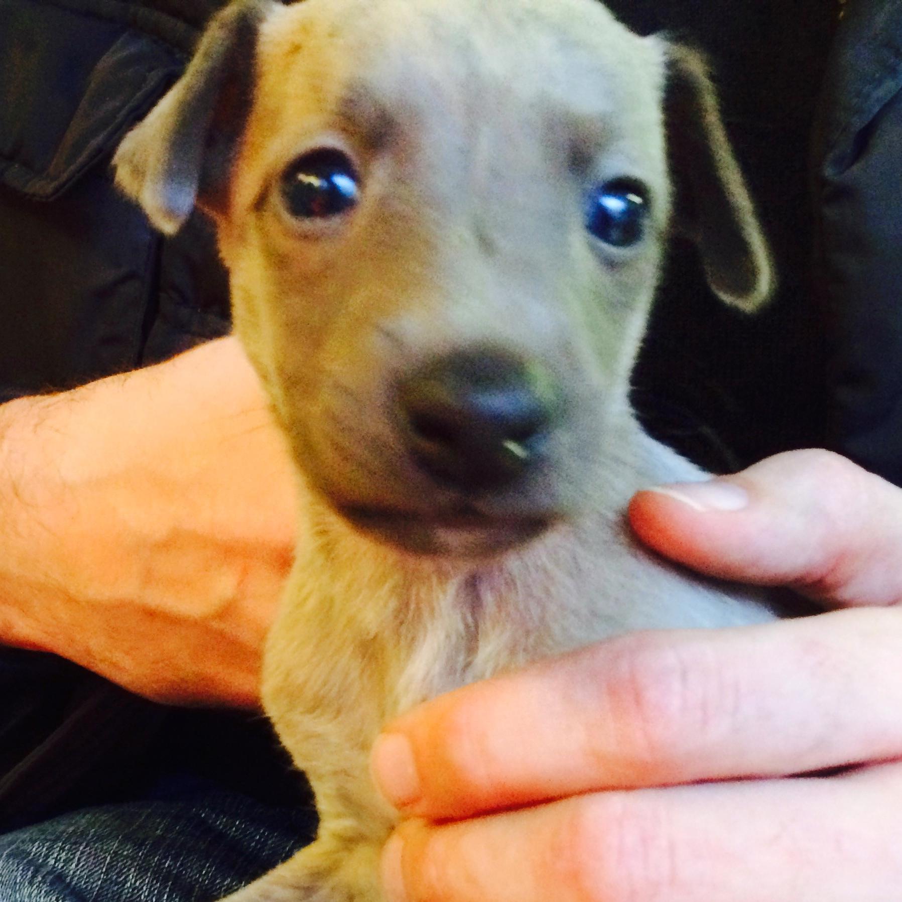 WhippetsKitts's profile picture. Tweeting from @ClareGibbins and @WhippetPR