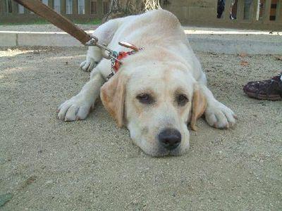 犬のお父さん、実はレトリバーです。