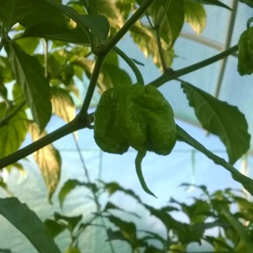 CGUK (@ChilliGrowerUK) Admin. Chilli Grower. F1 Fanatic. Allotmenteer. one half of @HadtoDamCCC charity ride.