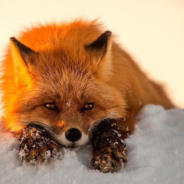 OlgaRu2's profile picture. Реклама,маркетинг,PR ,воспитание,благотворительность.

Бойся равнодушных -
Это с их молчаливого согласия совершается все зло на земле!
Юлиус Фучик