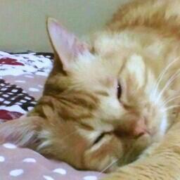 h9ftd9's profile picture. 人生楽しく生きてます🌷生息地＝北陸の富山や能登、たまに信越、飛騨。己書幸座アカは別に有り。