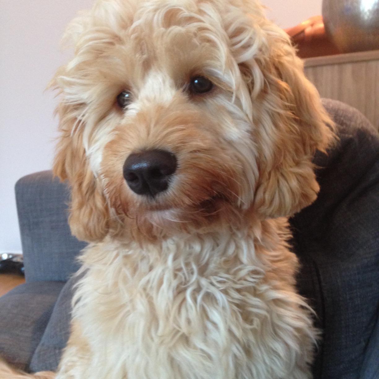 PaddingtonDog's profile picture. Dog About Town