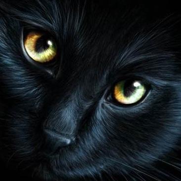 Tom-WaterClan- Hostile-Black Pelt and Amber eyes- Very Muscular-Mate is my best friend and love of my life, StormSky❤
