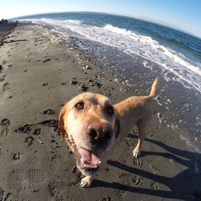 MaxInBallard's profile picture. As you can see by my picture I'm an extremely active & perpetually happy yellow lab. My parents spoil me daily with tennis balls and the best yummy treats.