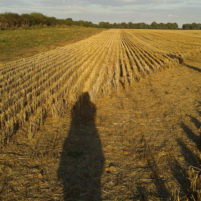 JillArn42003172's profile picture. Psychologyanywhere .....