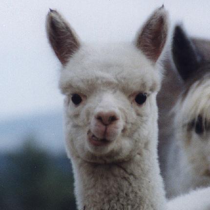 I'm an alpaca. Deal with it.