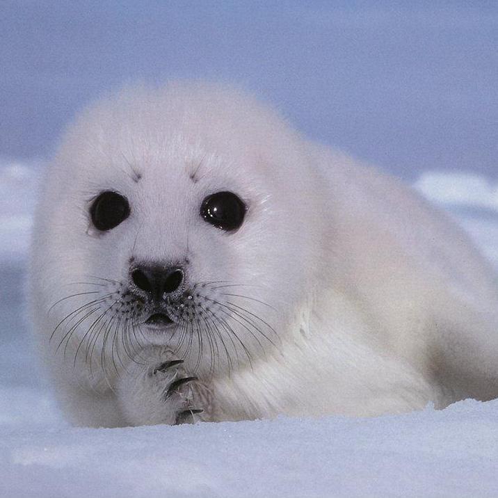 blissinsoul's profile picture. personally for ME