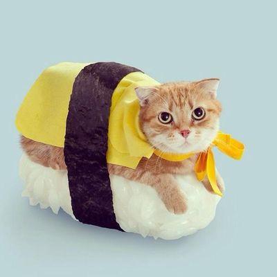 pmcrwlr's profile picture. Just a po' ol' Chinese boy trying to make it