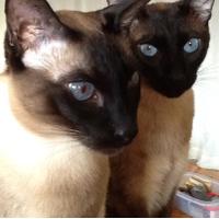 A. B. (@pingandsung) 's Twitter Profile