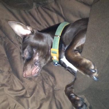 Atlas_Chiweenie's profile picture. I'm Atlas a Chiweenie adopted by my foster mom. I'm a goofy guy with a Chi brother, Salsa, and we are helping our furry foster friends find their forever homes.