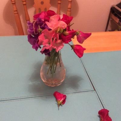 Sweet Peas picked on St Andrews Day.