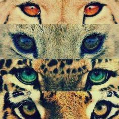 Me gusta el Rap & el Rock. El ser futbolista barcelonista hasta morir FECHA Preferida 14-09 Sigueme y Te Sigo