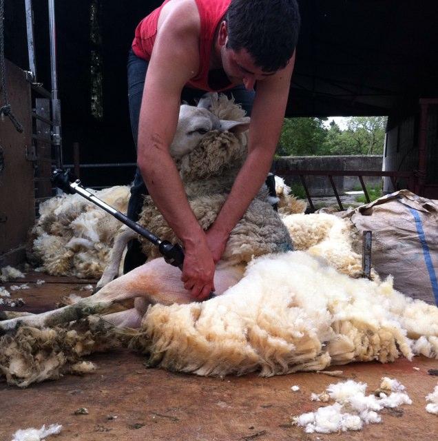 Sheep Farmer and fanatic, NSA Young ambassador 2015