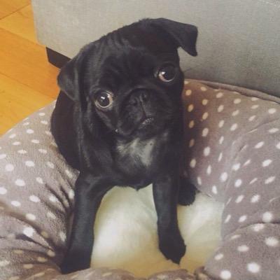 nala the pug nala the pug nalapuggsugg nala the pug nala the pug nalapuggsugg