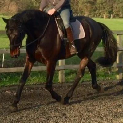 Runs own livery yard. loves dressage, great danes, springers and borders!