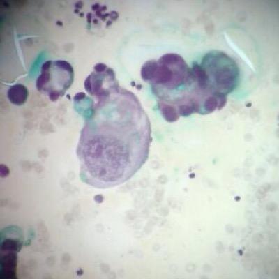 Laboratório de Anatomia Patológica e Citologia. Dr. Rafael Da Ros Motta.