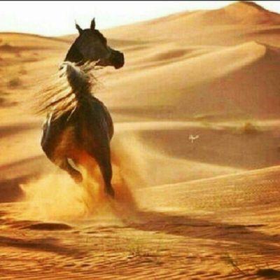 ‏اماراتيه عمري 34 متزوجه وام ل 6 شيوخ