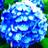 hydrangeas areblue