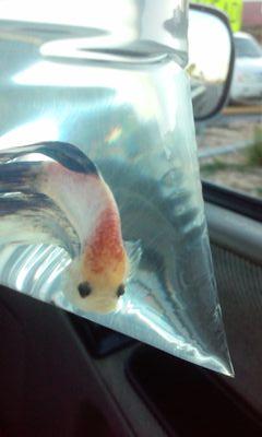 Content fish. Lives in a vase.