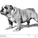 sofia cammarano - @CammaranoSofia - Twitter