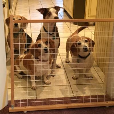 MilesMutts's profile picture. 