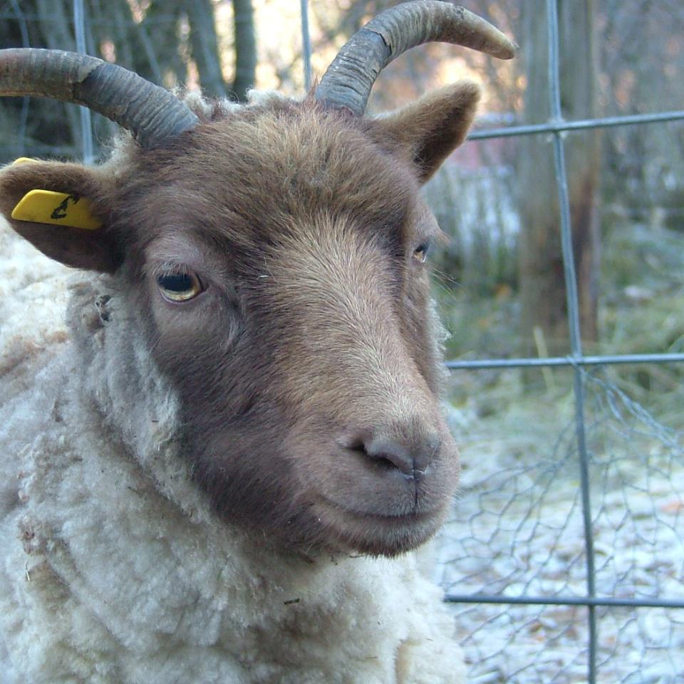 shropshire_jean's profile picture. 