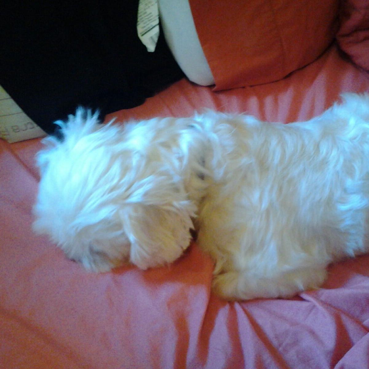 tobbythehouself's profile picture. im tobby