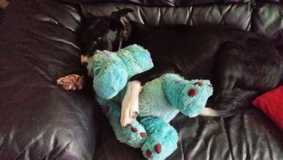 A geek and proud if it! Loves animals especially border collies. A wicked sense of humour :)