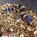 kenneth ansley - @wickedexotix - Twitter