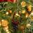 Great_Christmas's profile image
