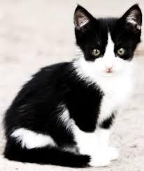 hi, I'm Quaxo the magical Cat. I'm a Gray Black Tom cat with white paws. I love the cold winter. #Single [RP/RL] Haters gonna hate.