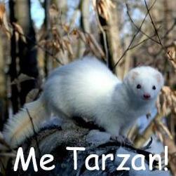 sooo, I am a Ferret-Obsessor. Gardevoir is waifu, coding is love, smash is life, mewtwo is bro.